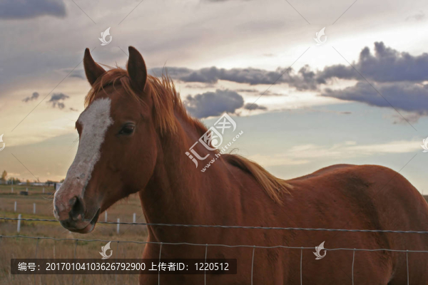 草原的馬