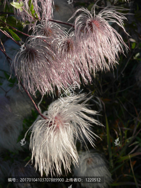 葡萄開(kāi)花（鐵線蓮）