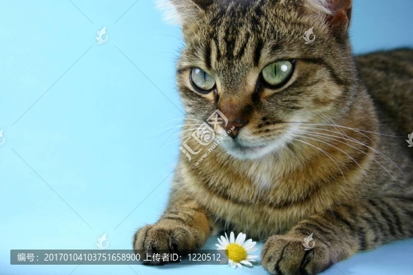 頑皮的小貓咪