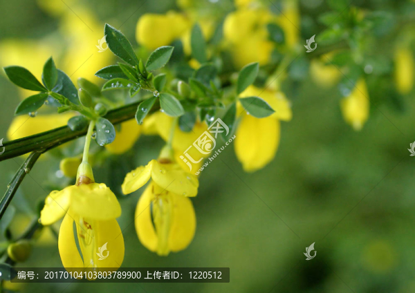 蘇格蘭掃帚宏