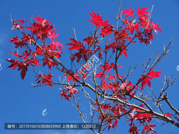 紅色的楓葉