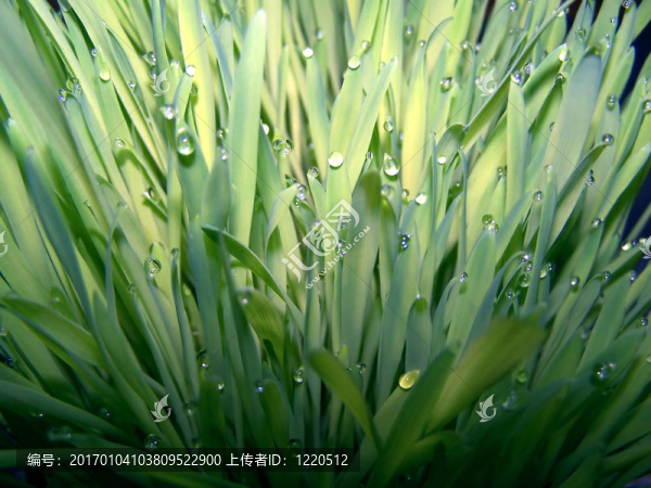 草和露水