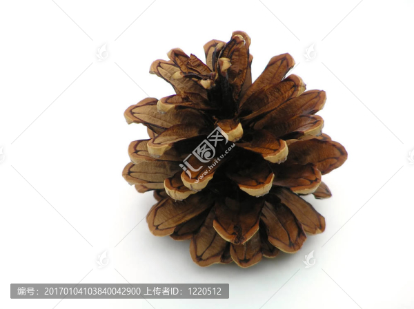 松樹(shù)的球果