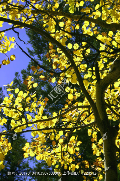 摘要Aspen,II-匯圖網(wǎng) www.fosd68.com 摘要Aspen,II