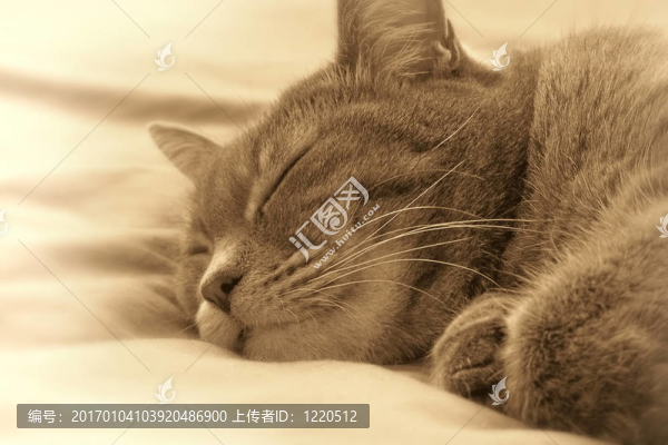 正在睡覺的貓