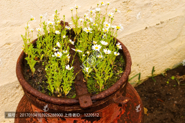 花6