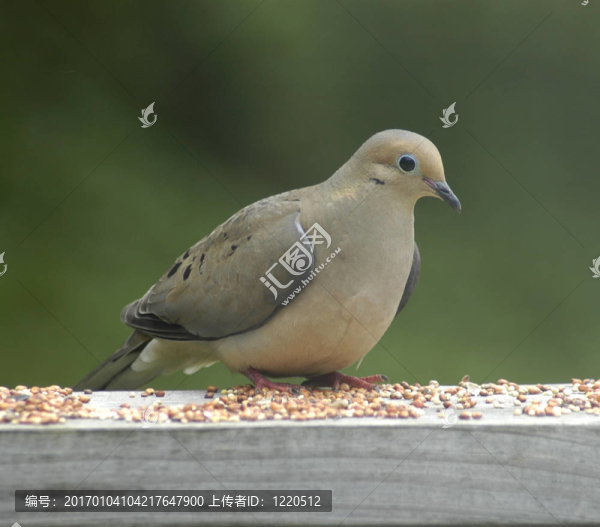 早晨的鴿子（Zenaida,macroura）在饋線