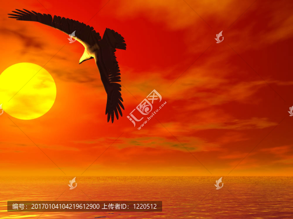 太陽之鷹