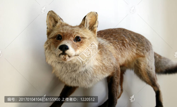 fox03