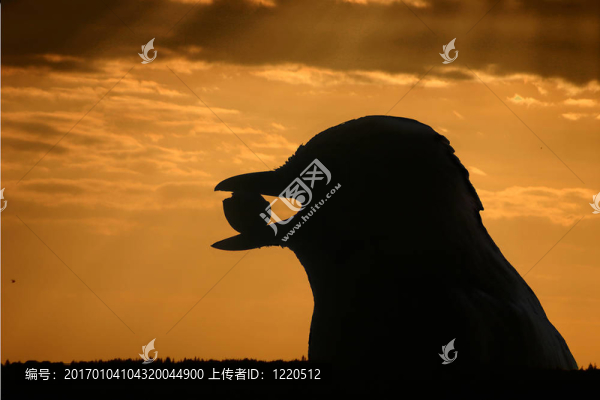 鳥