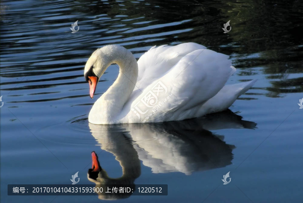 天鵝在鏡子