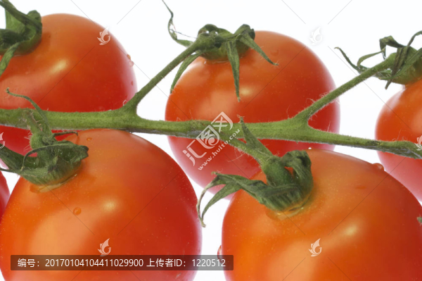 番茄