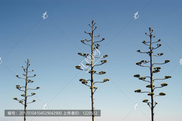 三棵樹
