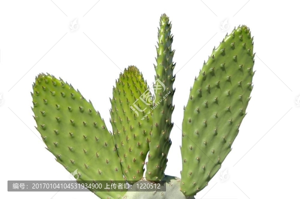 仙人掌