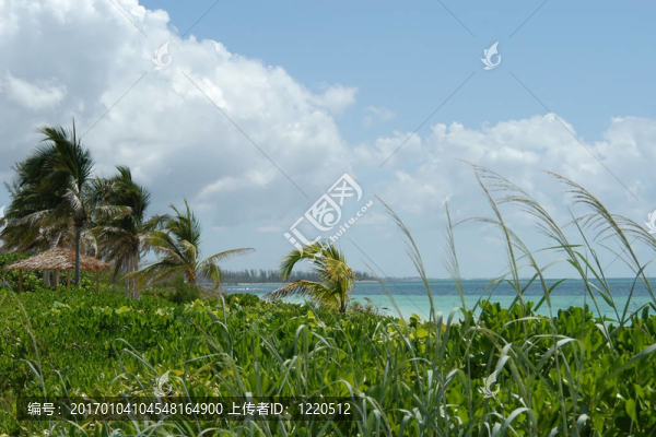 海灘和棕櫚樹