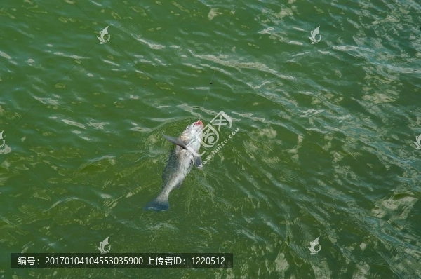 垂釣