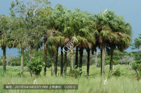 熱帶叢林