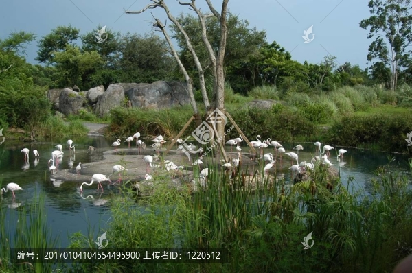 熱帶叢林
