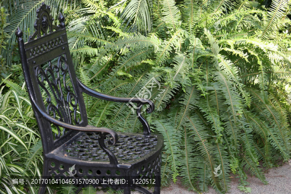 蕨類植物園