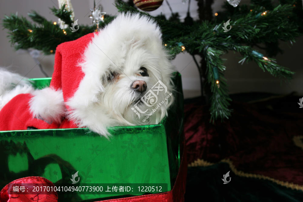 是圣誕節(jié)嗎