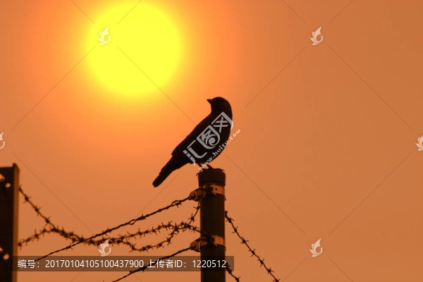 在太陽鳥