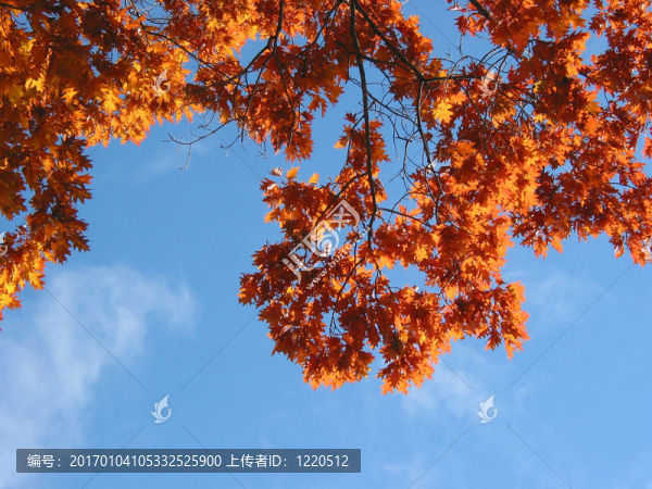 秋天橡樹枝和天空
