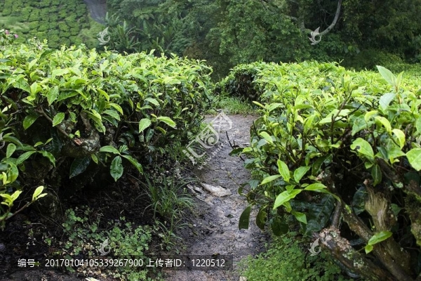 金馬倫高地茶園場