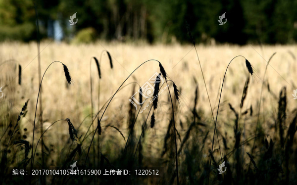 玉米地