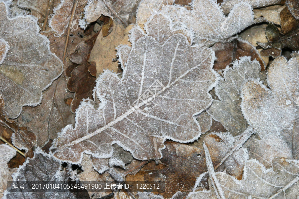 Winter毛葉