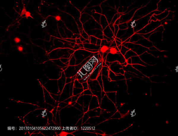 神經(jīng)元III-匯圖網(wǎng) www.fosd68.com 神經(jīng)元III