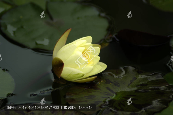黃色水百合。