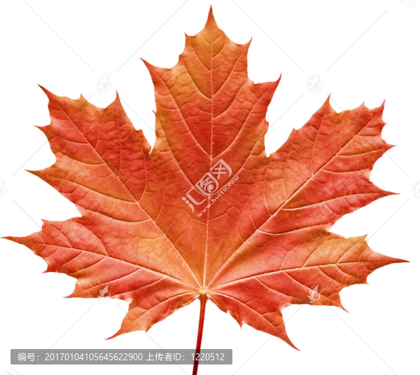 紅色的楓葉