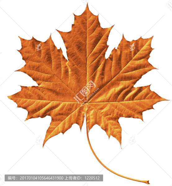 金色的楓葉-匯圖網(wǎng) www.fosd68.com 金色的楓葉