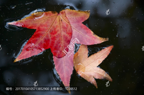 兩個秋天的樹葉
