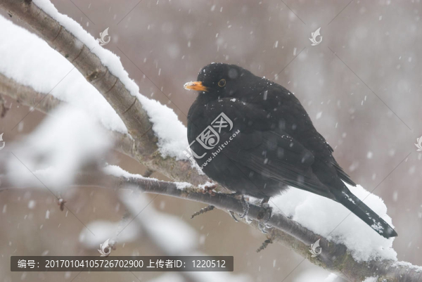 黑鳥在冬天