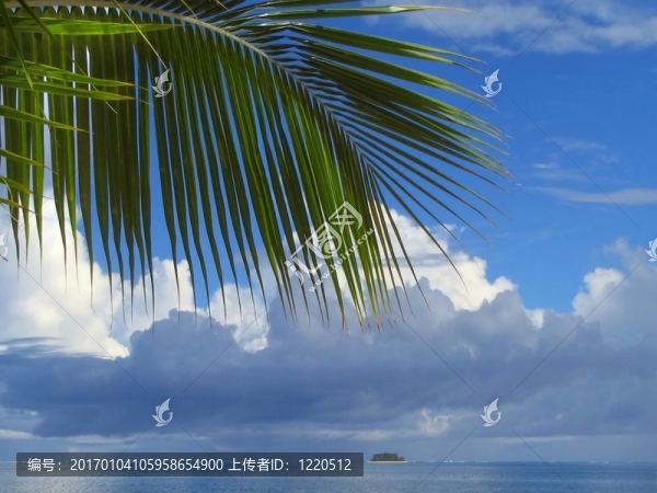 棕櫚樹的葉子和Cloudscape