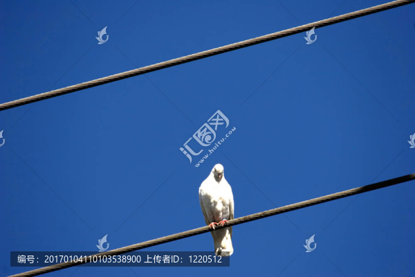 電線(xiàn)上的白鴿子