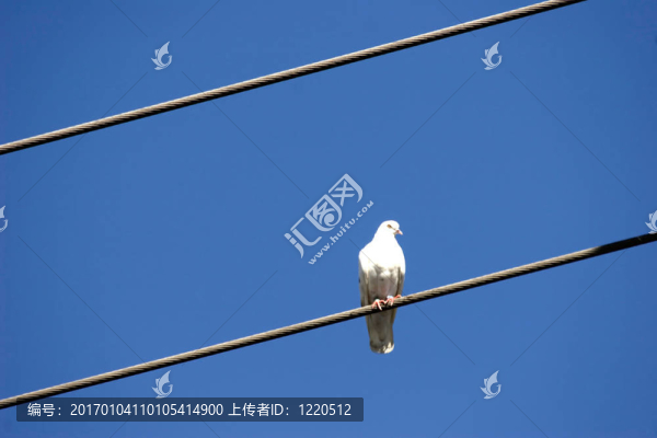 電線上的鳥