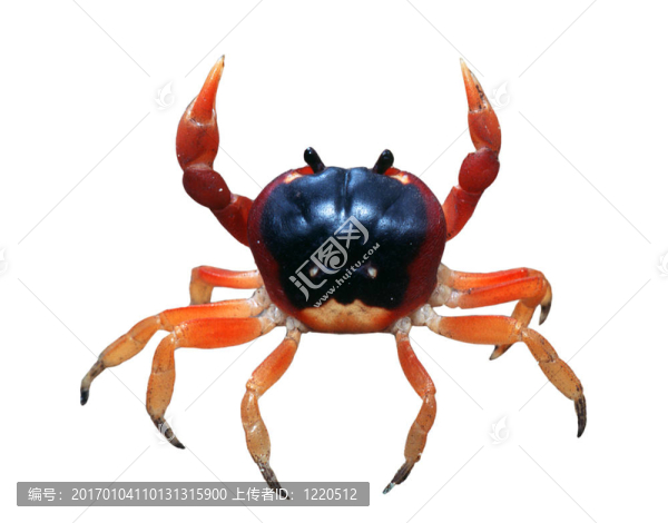 紅螃蟹