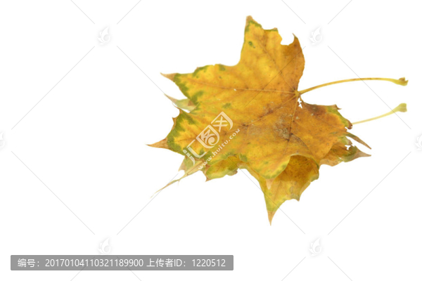 離體葉片
