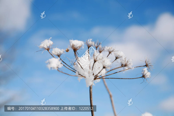 冬天