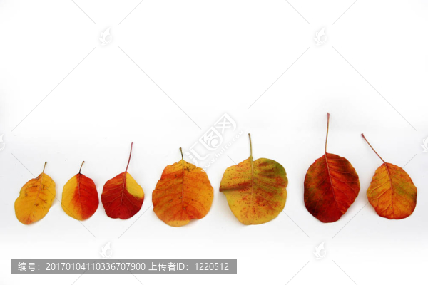 秋天的落葉