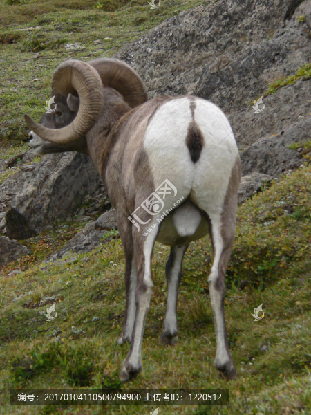Bighorn,Sheep后視圖