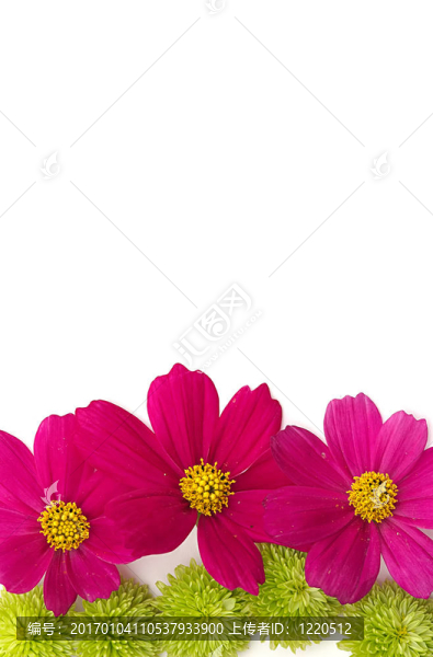 花的背景