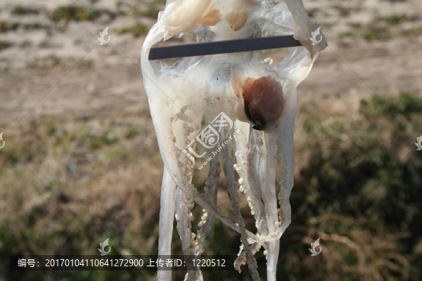 魷魚特寫