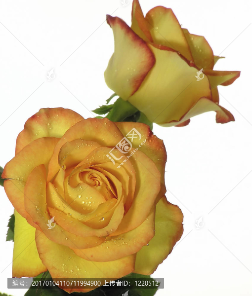 玫瑰-匯圖網(wǎng) www.fosd68.com 玫瑰