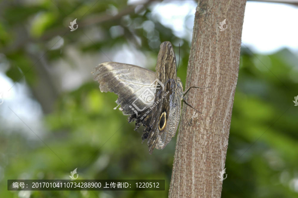 蝴蝶在樹枝