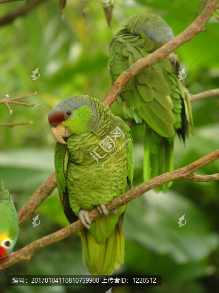紅頭鸚鵡(2)-匯圖網(wǎng) www.fosd68.com 紅頭鸚鵡(2)