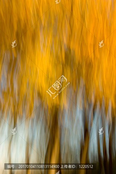 摘要/印象派的榆樹林