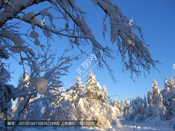 冬天的樹枝-匯圖網(wǎng) www.fosd68.com 冬天的樹枝